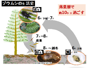 図：モミハモグリゾウムシの生活史