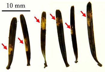 写真：落葉中の光が透けて確認できる幼虫