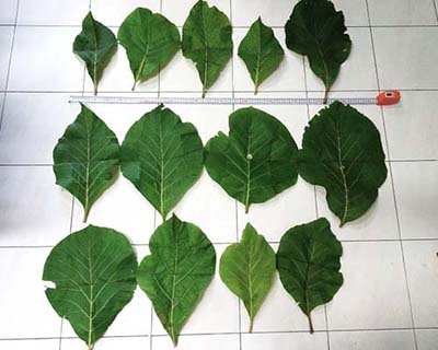 写真：同じ植栽地内のチークの樹冠上部の葉