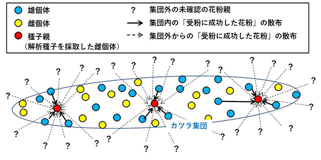 図：推定されたカツラ集団における受粉のイメージ