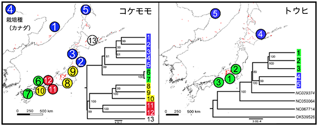 図2：コケモモとトウヒの葉緑体DNA塩基配列の系統関係とサンプルの採集地点