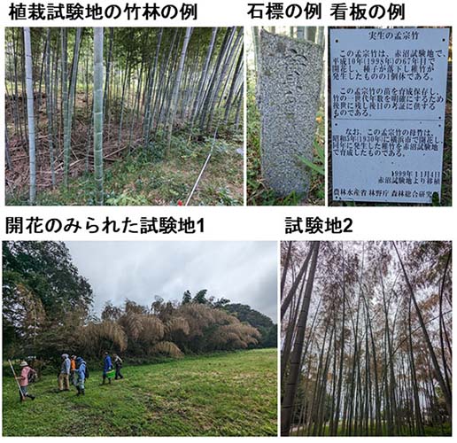 写真2：試験地の現在の様子