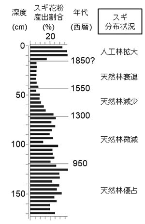 図：森吉山の堆積物に含まれるスギ花粉の産出割合の変化
