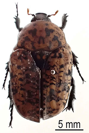 写真2：アカマダラハナムグリ成虫