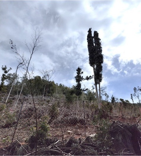 伐採地の中に広葉樹がまばらに残されている写真