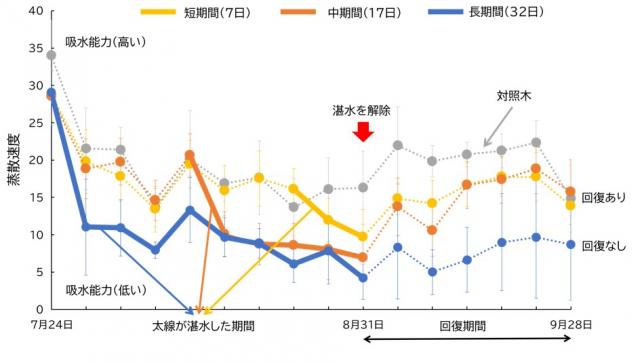湛水処理前、湛水中、湛水処理を解除した後のクロマツ苗木の蒸散速度の推移の折れ線グラフ