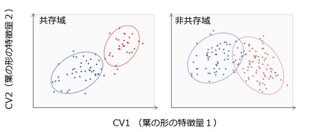 図2 共存域と非共存域におけるコナラとタイワンコナラの葉の形の特徴量を識別したグラフ