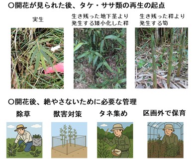 図2：開花後の再生様式の3タイプ（上）と、管理における基本的な留意点（下）。