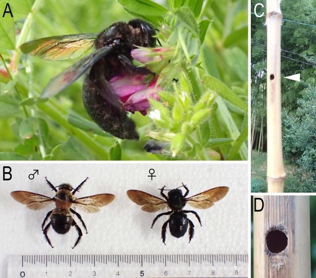 外来害虫タイワンタケクマバチとタケの枯れ稈に穴を開けて営巣した様子の写真