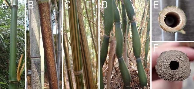 写真2：マダケなど一般なタケに加えて営巣していた数種類の竹の写真