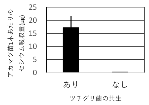 図：ツチグリ菌の共生とアカマツ苗1本あたりのセシウム吸収量を表したグラフ