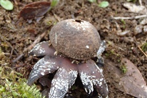 きのこのツチグリの写真