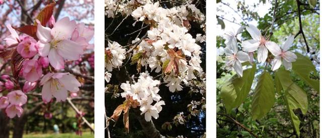 3種類のサクラの花のアップの写真