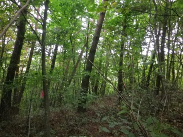 薄暗いアカマツの林の中の写真