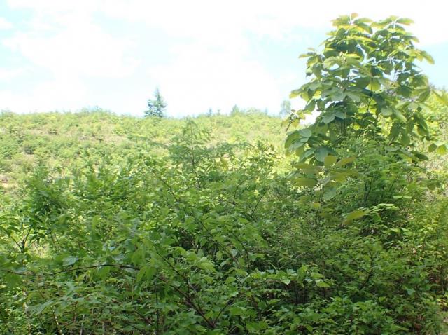 開けた森で広葉樹林が育っている様子の写真