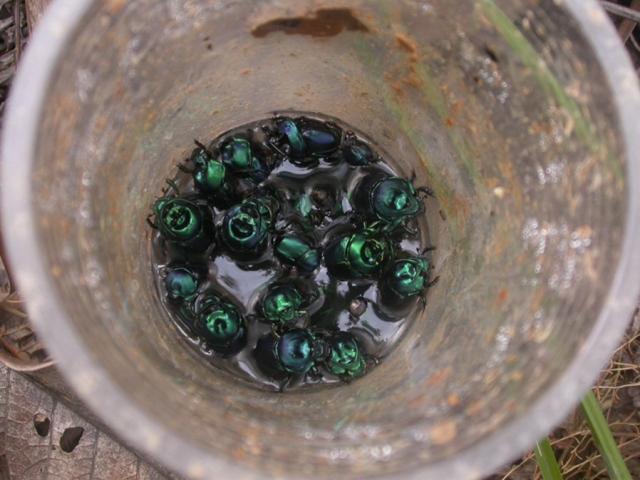 筒状のトラップにインドネシアのコガネムシが約20匹捕獲された写真