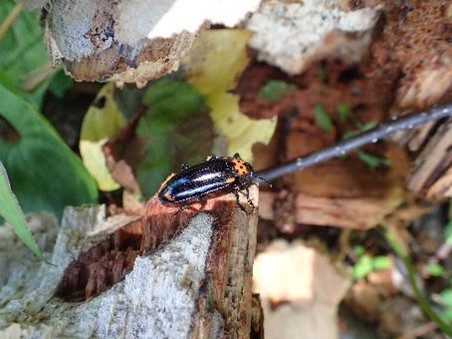 森の中の枯死木にとまるオオキノコムシ