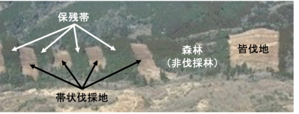 スギとヒノキの人工林の山肌の写真