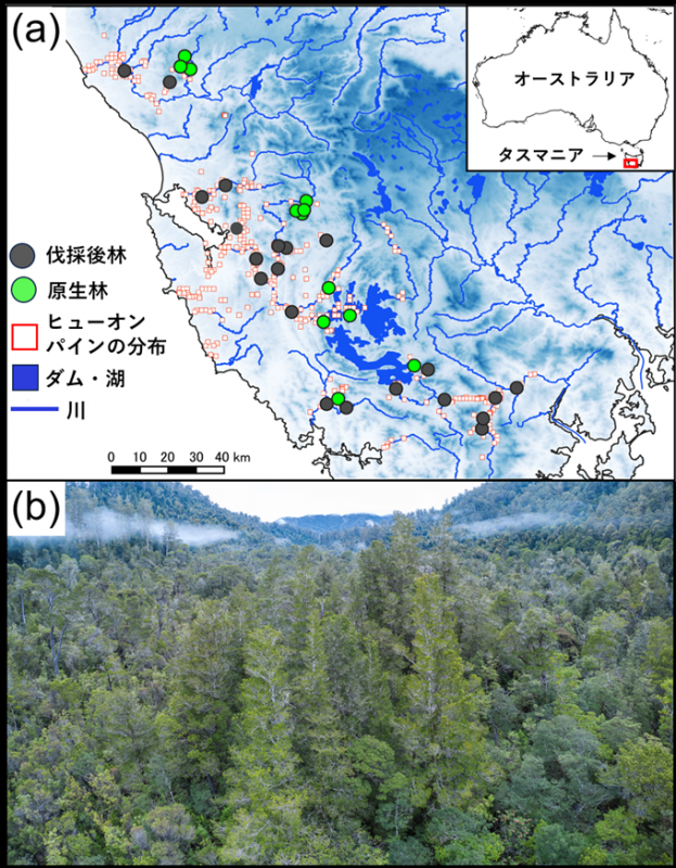 aがタスマニア島の地図の画像。bが原生林の空撮の写真