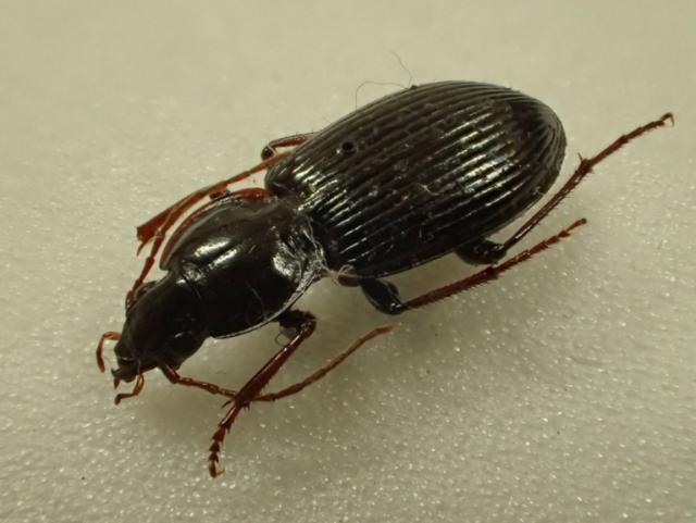 クロツヤヒラタゴミムシの写真