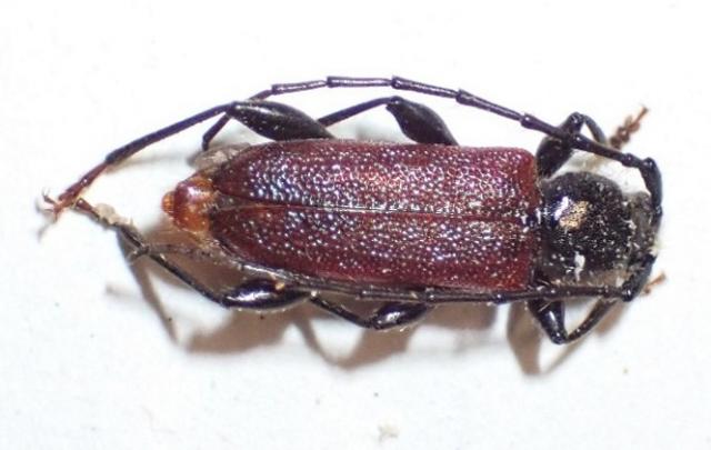 写真：国内に広く分布し、近年欧米にも侵入している害虫