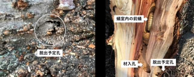 写真1：特定外来種クビアカツヤカミキリの被害を受けたサクラ樹木