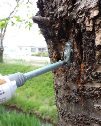 写真2：成虫になって樹木から脱出できないよう、高い接着性と耐久性を持つ接着剤を使用。