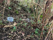 つる植物が繁殖している森林内の写真