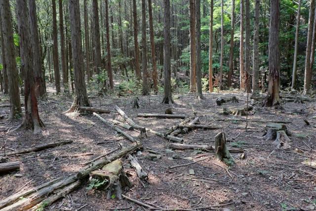 写真の半分ほどが枯れて切り倒されている針葉樹の人工林