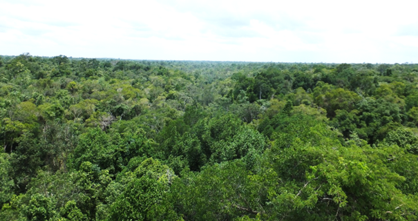 常緑林を上空から眺めた写真