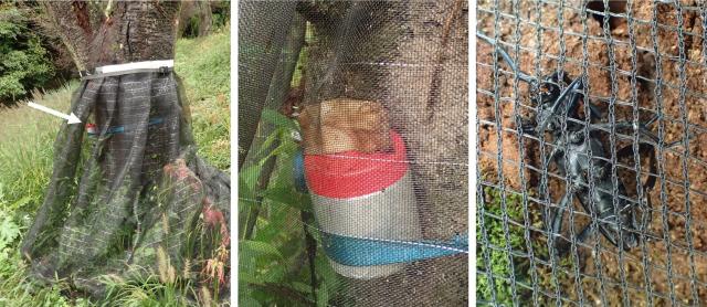 3枚の画像。左から、サクラの根本から幹の部分、幹に巻き付けた毒餌剤のアップ、幹とネットに挟まったクビアカツカヤカミキリのアップ。
