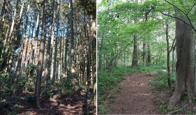 針葉樹林の森の中と広葉樹林の森の中を並べて比べる画像