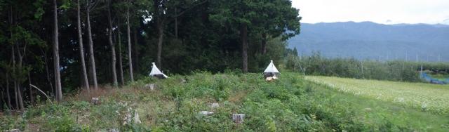 畑と伐採地と森が連なる画像