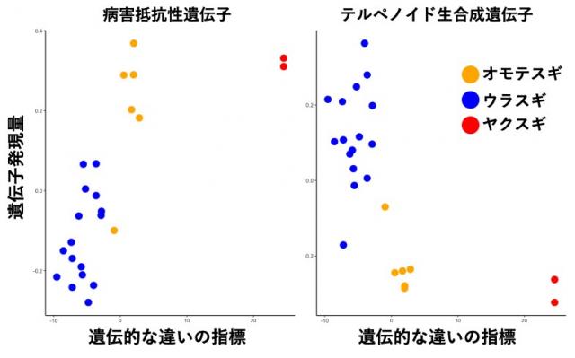 オモテスギ、ウラスギ、ヤクスギについて、病害抵抗性遺伝子とテルペノイド生合成遺伝子の発現量を比較した図