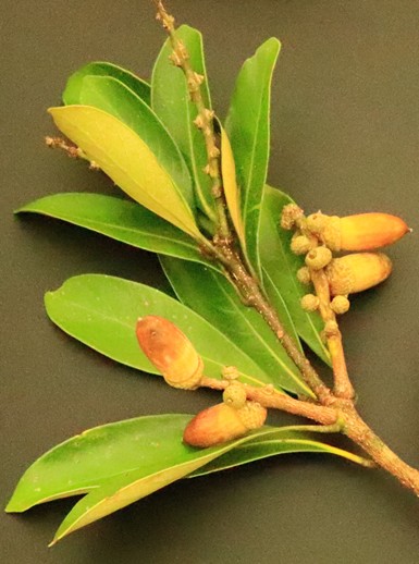 マテバシイの枝に葉と実が付いている写真