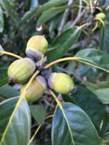 アラカシの枝に葉と実が付いている写真