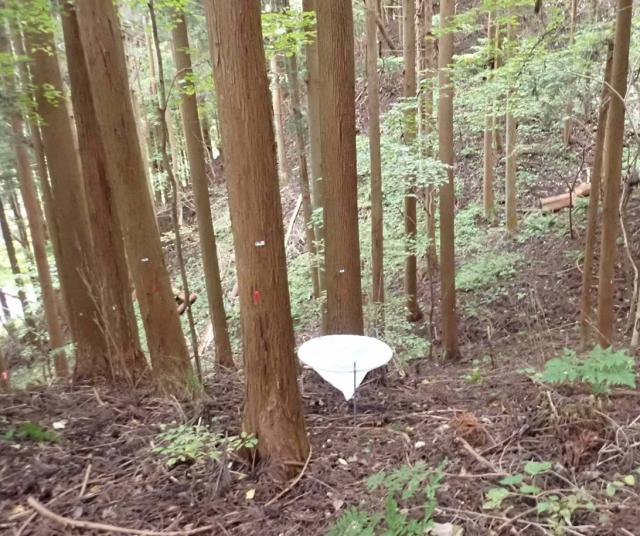 急勾配のスギ林にロート上の採集用網が設定されている写真