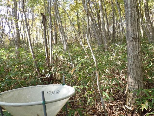 急勾配の落葉広葉樹林にロート上の採集用網が設定されている写真