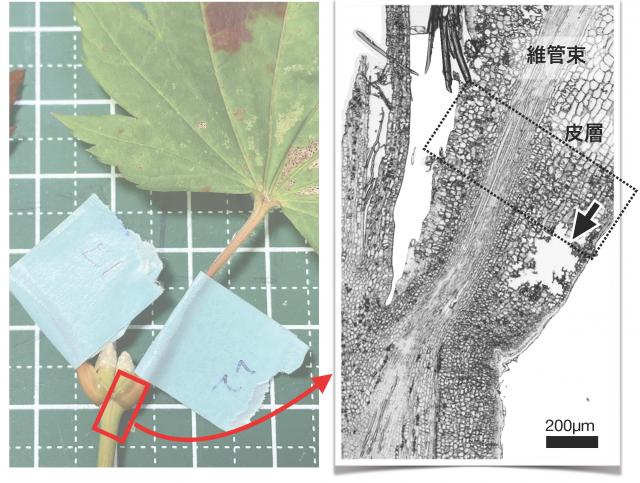ハウチワカエデの写真と、葉っぱと茎の接続部分の顕微鏡写真