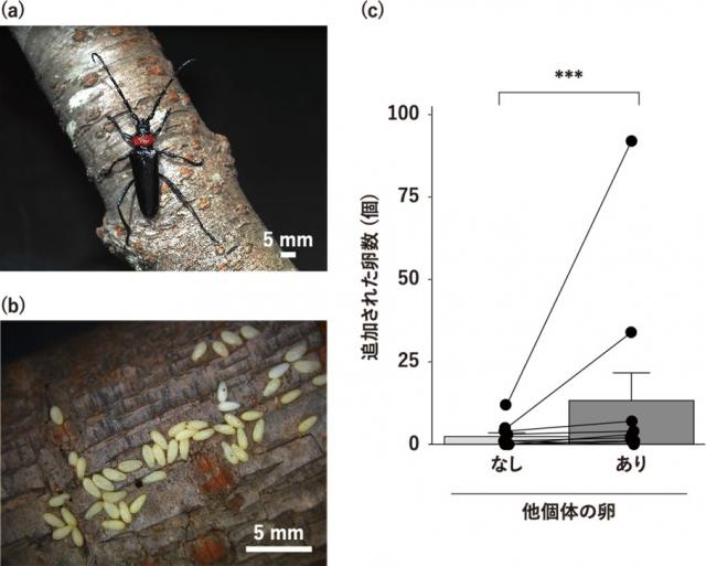 左上図は雌のクビアカツヤカミキリが木に登っている姿、左下図は木に産み付けられた薄黄色した卵の様子、右図は試験結果のグラフ