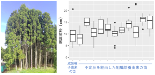 左写真は10メートル越えのスギが密集した様子。右図は胸高直径の比較を表した箱ひげ図