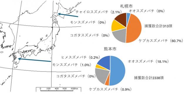 左図はスズメバチが採取された札幌市と熊本市が日本地図で表記されている。右図は各種スズメバチの割合が表示されている。