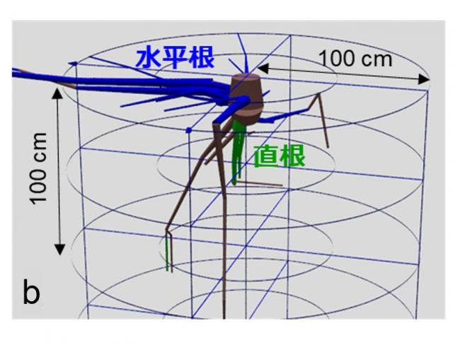 左の写真を3Dモデルのようなデータにし、根の直径や長さを表している。