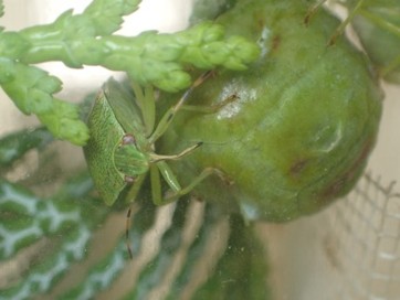 緑色のヒノキの実に吸汁しているチャバネアオカメムシ成虫の写真