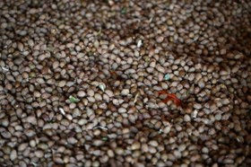 茶色い実のマルバナッツが大量にある様子