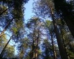 今月の自然探訪
