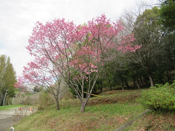 sakura2