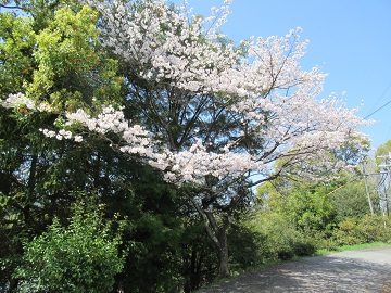 sakura1
