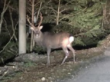 deer