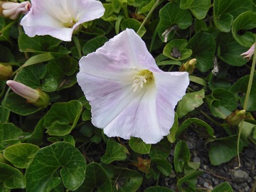 hamahirugao